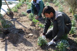 گزارش تصویری از کاشت انبوه گلهای فصلی(پاییزی)