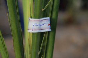 آیین درختکاری به یاد شهدا در پارک آبشار بافق