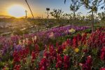 گزارش تصویری: کاشت گلهای فصلی در آبشار بافق