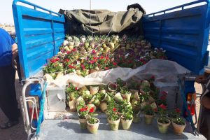 گزارش تصویری از کاشت گلهای فصلی و سم پاشی درختان خرما