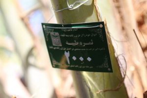 آیین اجرای طرح شجره طیبه و پلاک کوبی نخل خرما در بافق