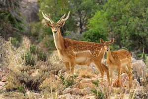 ساخت زیستگاه بزرگ حیات وحش بافق آغاز شد