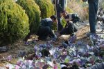 روایت تلاش: گزارش تصویری از کاشت انبوه گل های فصلی در سطح شهر