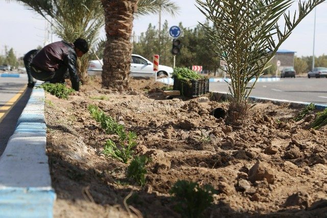روایت تلاش : گزارش تصویری از کاشت انبوه گل های فصلی ( بلوار شهید بهشتی )