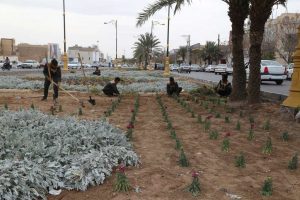 روایت تلاش : گزارش تصویری از کاشت انبوه گل های فصلی ( بلوار وحشی بافقی )