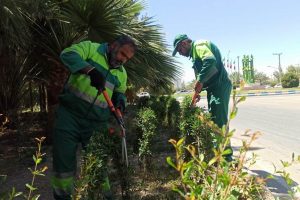روایت تلاش : گزارش تصویری از هرس و فرم دهی درختان سطح شهر