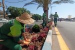 روایت تلاش : گزارش تصویری از کاشت انبوه گل های فصلی در سطح شهر