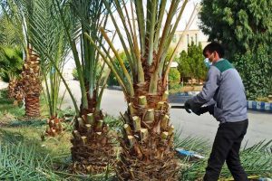 روایت تلاش : گزارش تصویری از هرس درختان سطح شهر ( بلوار انقلاب )