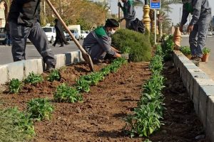 روایت تلاش : گزارش تصویری از کاشت انبوه گل های فصلی در سطح شهر (بلوار شهدا وحشی بافقی )
