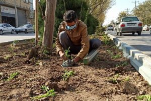 روایت تلاش : گزارش تصویری از کاشت انبوه گل های فصلی در سطح شهر (بلوار 15 خرداد )