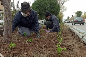 روایت تلاش : گزارش تصویری از کاشت انبوه گل های فصلی در سطح شهر (ابتدای بلوار 15خرداد)