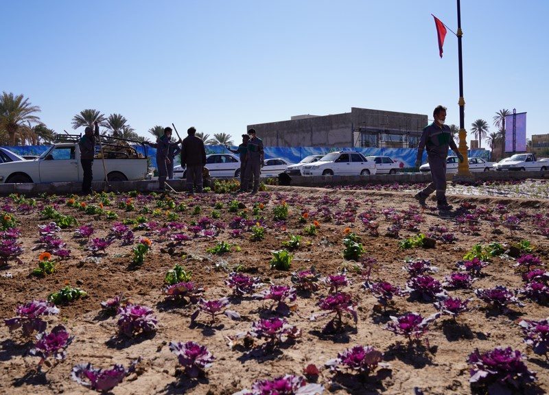 روایت تلاش : گزارش تصویری از کاشت انبوه گل های فصلی در سطح شهر (بلوار وحشی بافقی)
