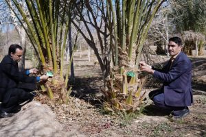 تخصیص محصول بیش از 4000 اصله درخت خرما و زیتون به نیازمندان