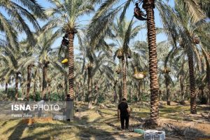 بافق شهر دستبافته‌های خرمایی ایران می‎ شود