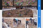 روایت تلاش : کاشت انبوه گل های فصلی در سطح شهر ( میدان بهارستان )