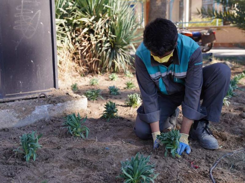 روایت تلاش : کاشت انبوه گل های فصلی در معابر سطح شهر ( جنب میدان ولیعصر (عج) )