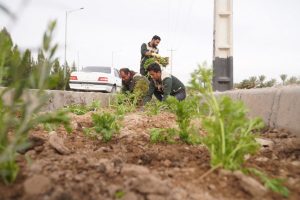 روایت تلاش : کاشت گل ها فصلی در معابر سطح شهر ( بلوار آیت الله میرغنی زاده )