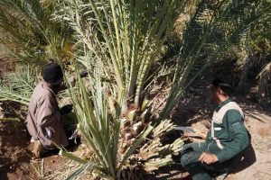 روایت تلاش : هرس درختان سطح شهر ( بلوار طریق الرضا )