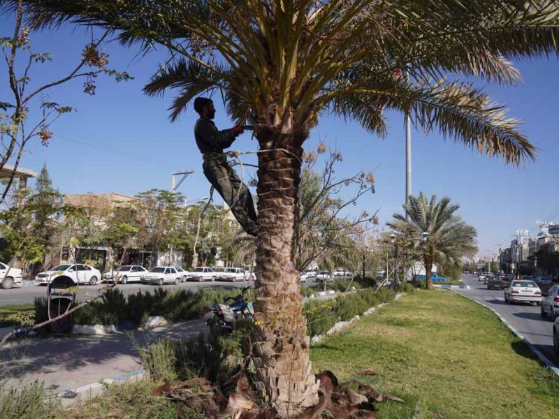 روایت تلاش : هرس درختان معابر سطح شهر ( بلوار وحشی بافقی )