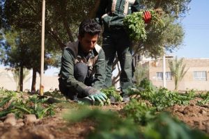 روایت تلاش : کاشت گل های فصلی در معابر سطح شهر ( چهارده معصوم – سه راه تعاون )