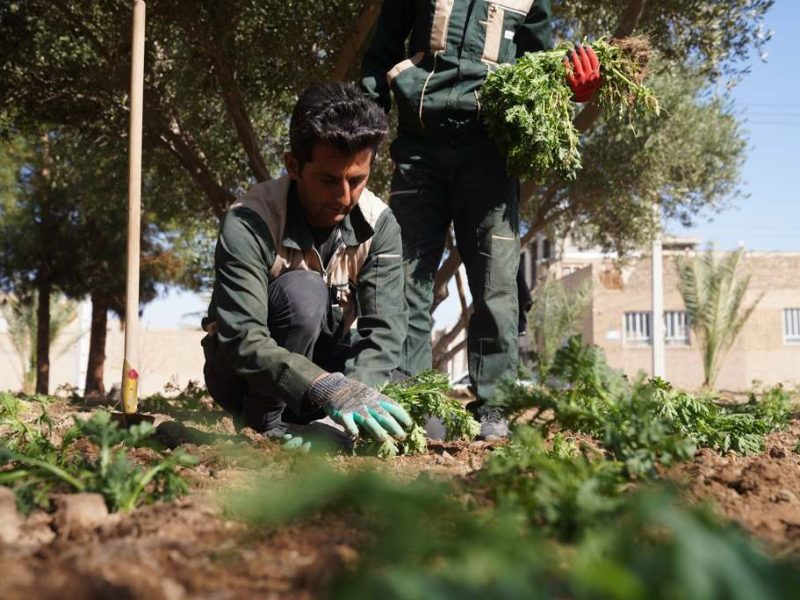 روایت تلاش : کاشت گل های فصلی در معابر سطح شهر ( چهارده معصوم – سه راه تعاون )