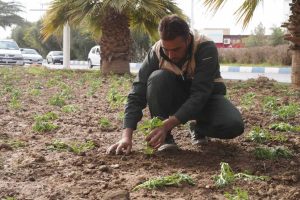 روایت تلاش : کاشت گل های فصلی در معابر سطح شهر ( بلوار 15 خرداد جنب اداره آب و فاضلاب )