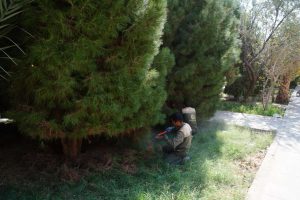 روایت تلاش : فرم دهی و هرس درختان معابر سطح شهر ( بلوار بسیج )