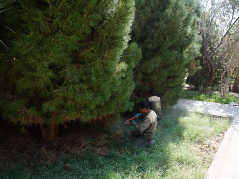 روایت تلاش : فرم دهی و هرس درختان معابر سطح شهر ( بلوار بسیج )