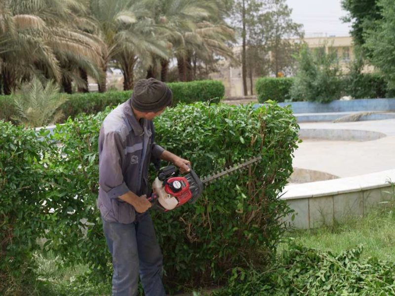 روایت تلاش : هرس و فرم دهی فضای سبز معابر سطح شهر ( پارک پیرمراد )