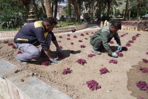 روایت تلاش : کاشت گل های فصلی در معابر سطح شهر ( میدان امامزاده عبدالله (ع) )