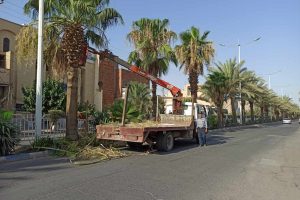 روایت تلاش: هرس درختان نخل زینتی معابر سطح شهر ( بلوار امام خمینی (ره) )