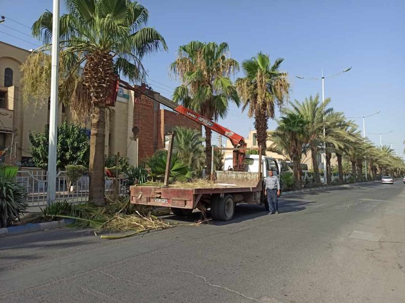 روایت تلاش: هرس درختان نخل زینتی معابر سطح شهر ( بلوار امام خمینی (ره) )
