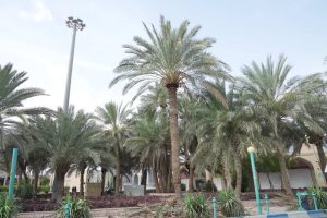 روایت تلاش : هرس درختان نخل فضای سبز سطح شهر ( میدان امامزاده عبدالله )