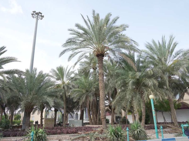 روایت تلاش : هرس درختان نخل فضای سبز سطح شهر ( میدان امامزاده عبدالله )