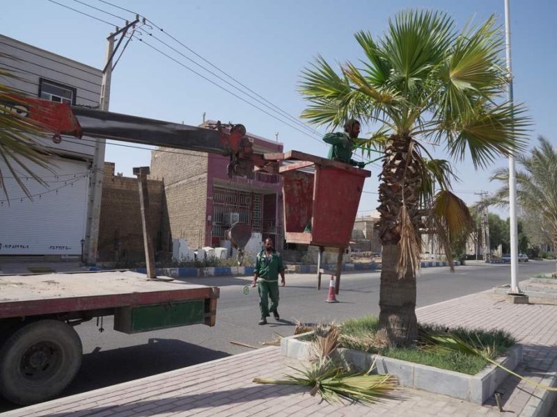 روایت تلاش: هرس درختان نخل زینتی در معابر سطح شهر ( بلوار انقلاب )