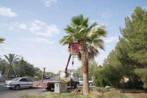 روایت تلاش: هرس درختان نخل زینتی در معابر سطح شهر ( بلوار بسیج )