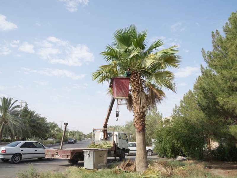 روایت تلاش: هرس درختان نخل زینتی در معابر سطح شهر ( بلوار بسیج )