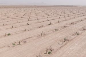 روایت تلاش: ایجاد نخلستان هوشمند 400 هکتاری