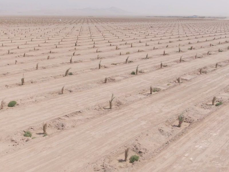 روایت تلاش: ایجاد نخلستان هوشمند 400 هکتاری