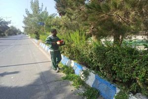 روایت تلاش : هرس و فرم دهی فضای سبز معابر سطح شهر ( بلوار بسیج )