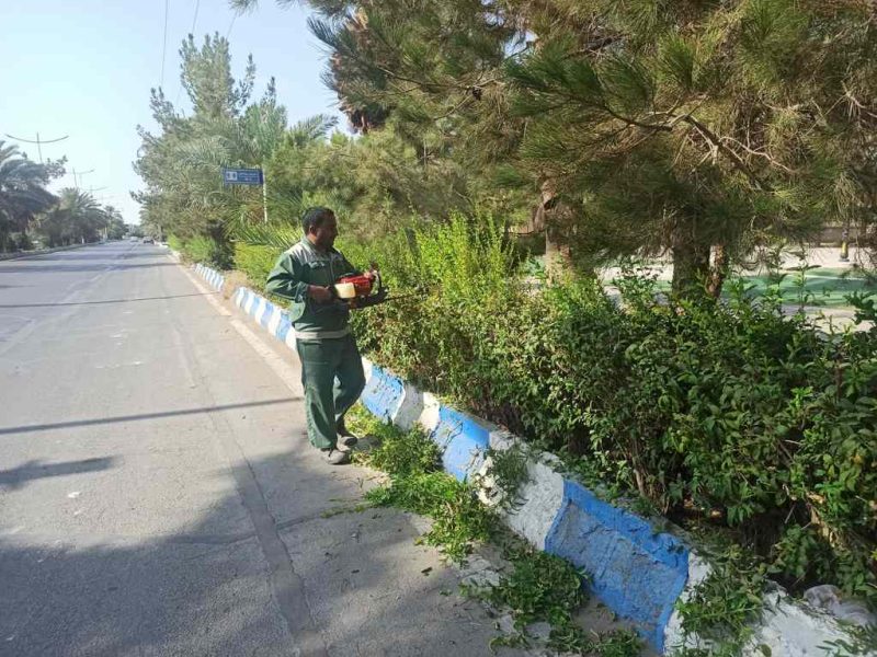 روایت تلاش : هرس و فرم دهی فضای سبز معابر سطح شهر ( بلوار بسیج )
