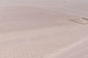 بزرگترین نخلستان بافق؛ گام بلند در راستای توسعه و حفظ هویت شهر ملی حصیربافی