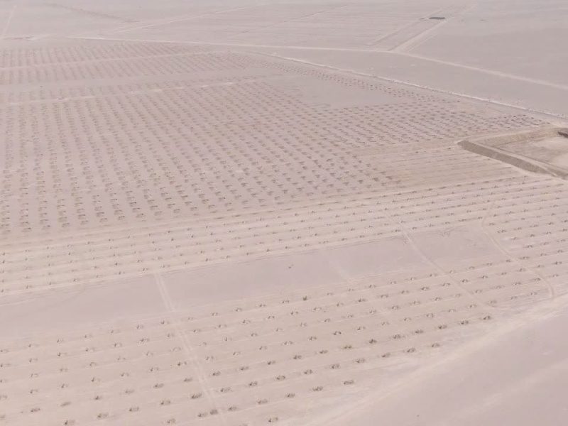 بزرگترین نخلستان بافق؛ گام بلند در راستای توسعه و حفظ هویت شهر ملی حصیربافی