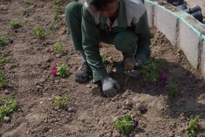 روایت تلاش : کاشت انبوه گل های فصلی درمعابر سطح شهر ( بوستان نرگس )