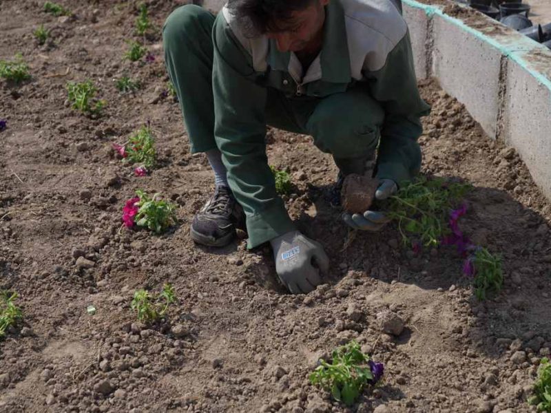 روایت تلاش : کاشت انبوه گل های فصلی درمعابر سطح شهر ( بوستان نرگس )